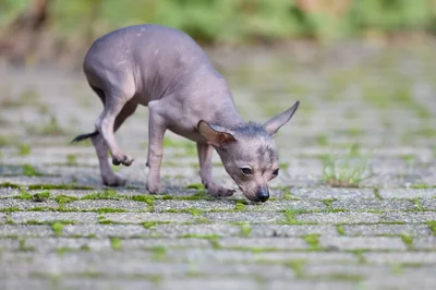 xoloitzcuintli
